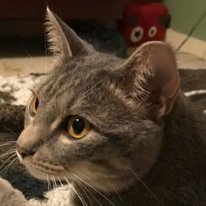 Meet your Posher, Joshua